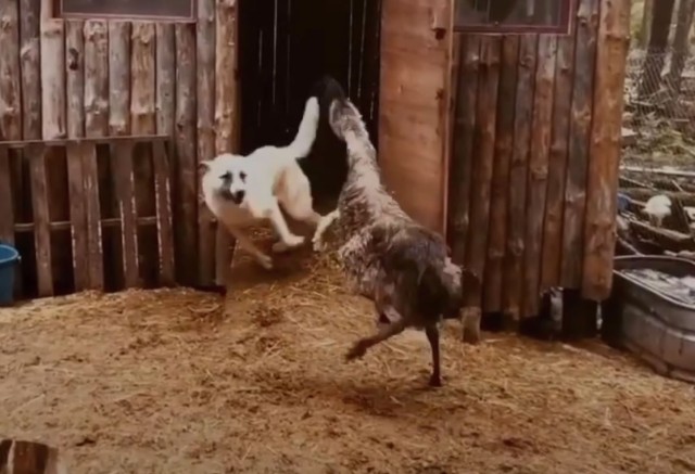 きゃっきゃうふふがすぎる！エミューと犬の追いかけっこ