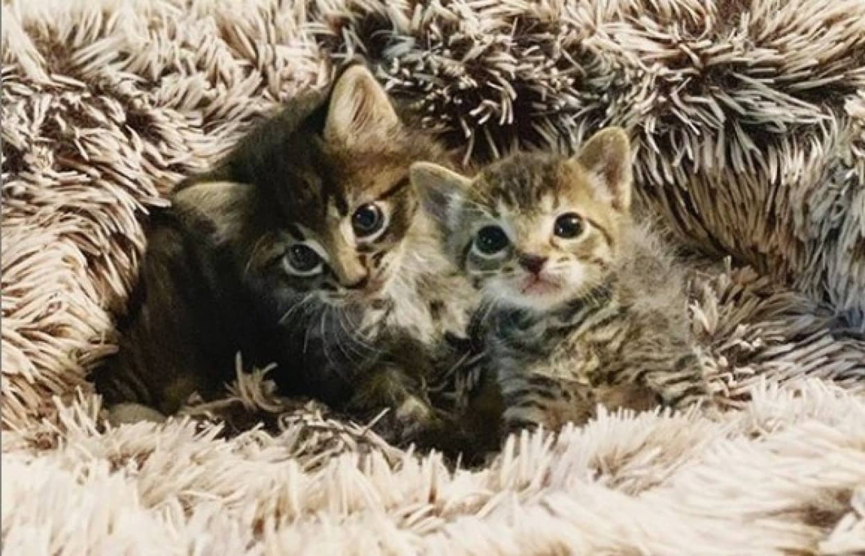 片時も離れず一緒にいた2匹の子猫の保護物語 アメリカ カラパイア 片時も離れず一緒にいた2匹の子猫の保護物語 アメリカ カラパイア