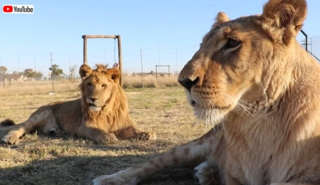 元ペットのライオン保護されて南アフリカへ