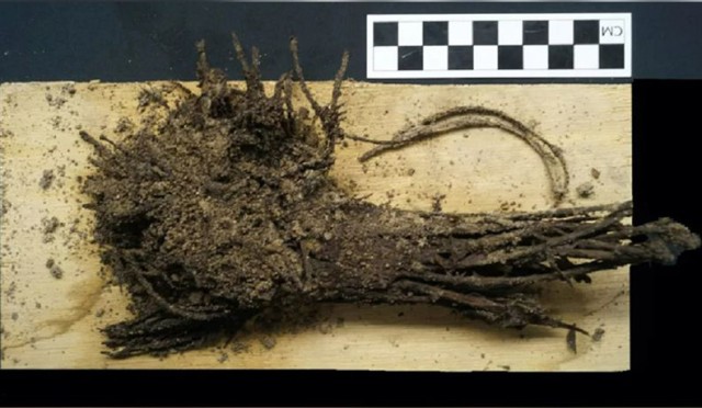 ティオティワカンのピラミッドで2000年前の花束が発見される。儀式で使用された可能性