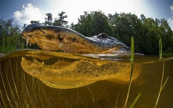 close_up_underwater_snaps_02