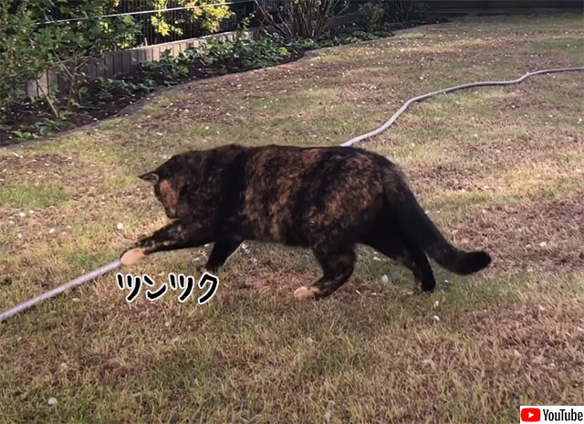 ホースを信用しない猫