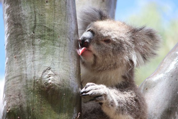 ユーカリの葉しか口にしないはずコアラが雨水を飲んでいる姿を初めて確認される（オーストラリア）