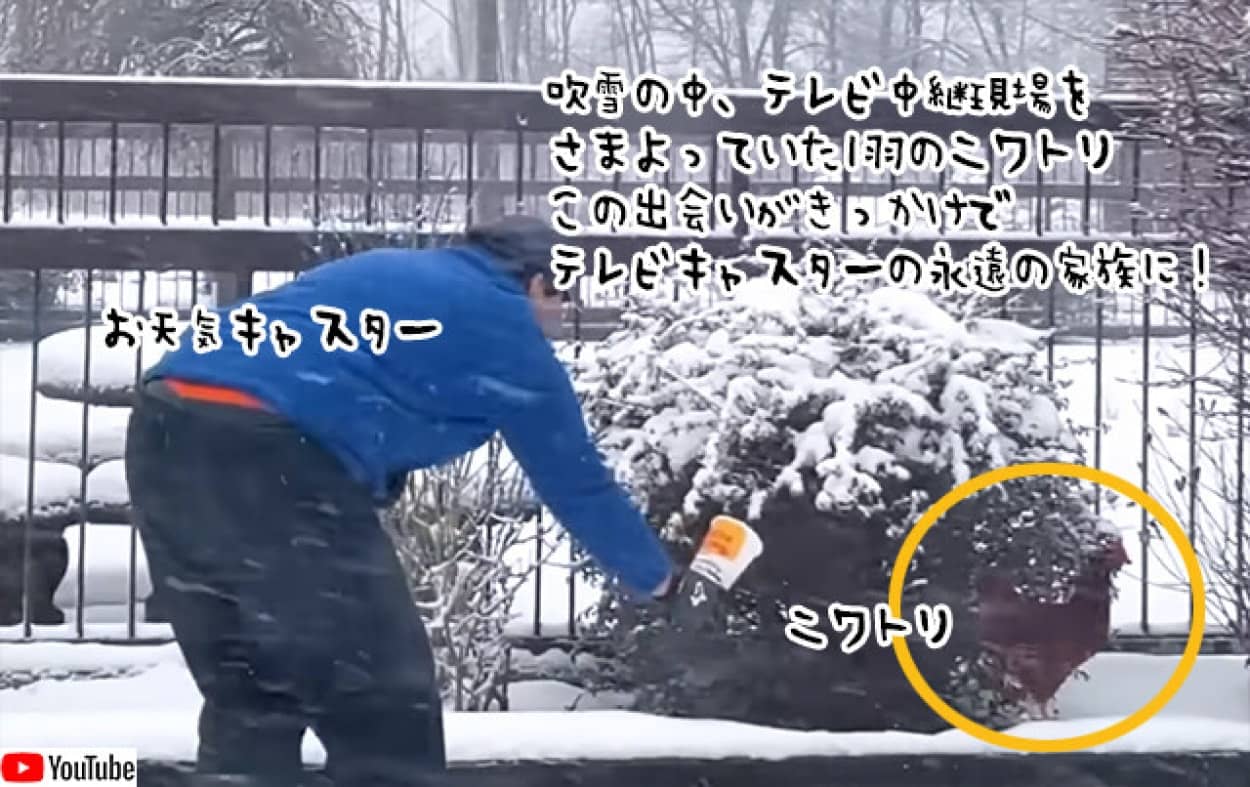 吹雪の中ニワトリと遭遇した天気予報士、飼い主が現れず飼うことに。深い友情関係で結ばれる