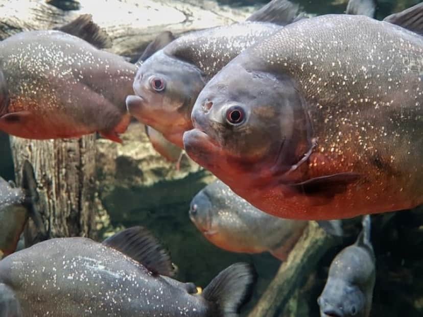 魚や水鳥が減っていると思ったら イギリスの湖でピラニアの死骸が2匹発見される カラパイア