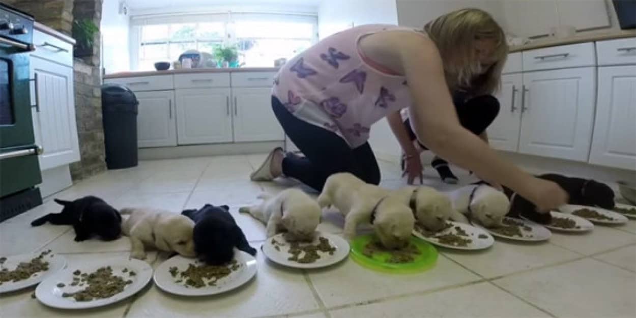 並んで並んで 世界一可愛いラブラドールの子犬たちのお食事風景 カラパイア