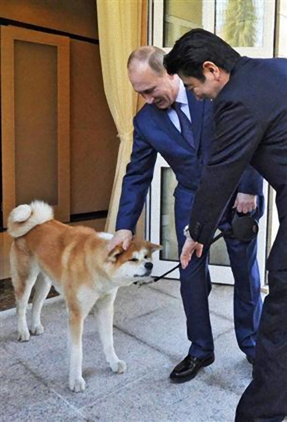 プーチン大統領 ソチの公邸で秋田犬 ゆめ と一緒に安倍首相をお出迎え 噛むから気をつけて と首相に助言 カラパイア