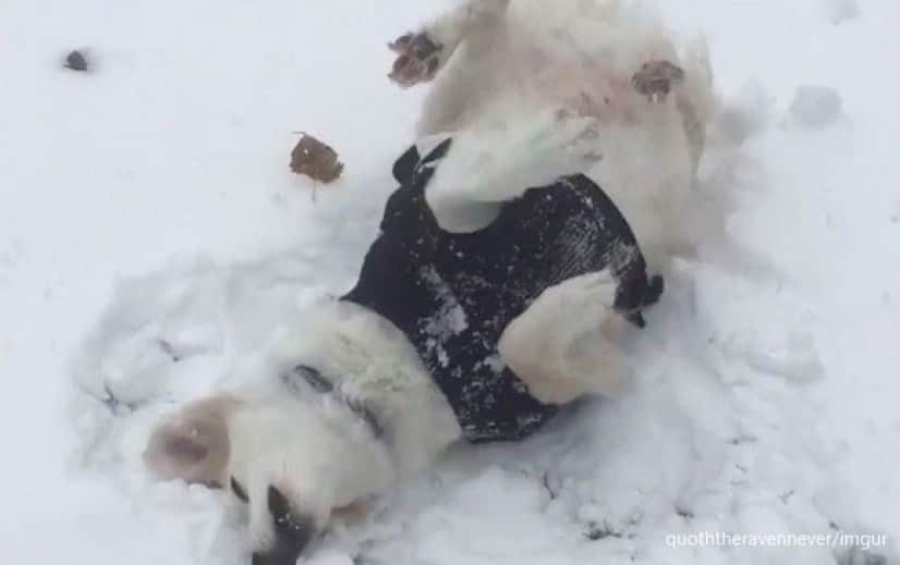 雪が降るとテンションマックス 転がりまわって犬拓をつけまくる犬 カラパイア