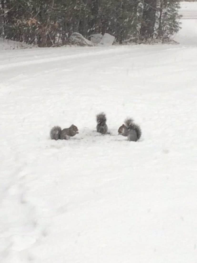 snowanimals7_e