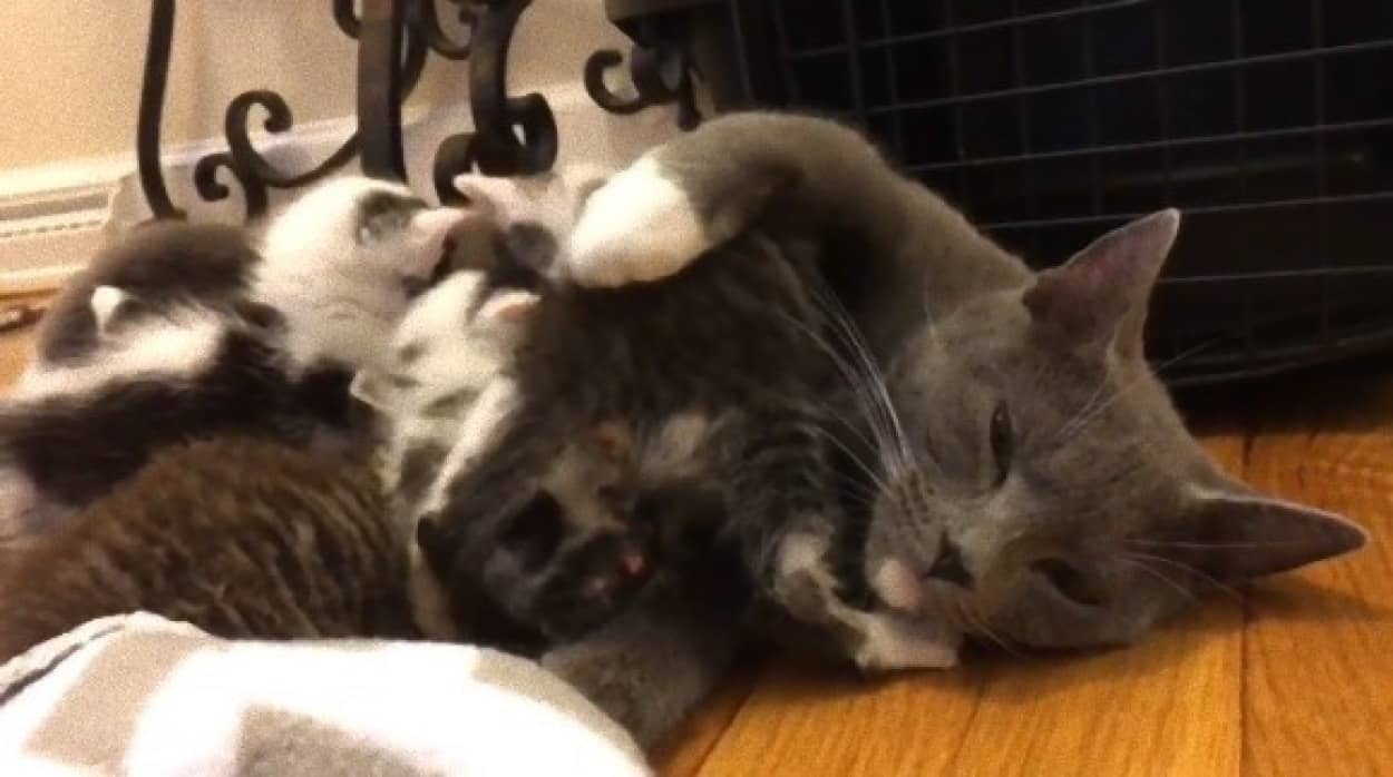 子猫を失くしたばかりの母猫が捨てられた5匹の子猫と対面 母性炸裂 我が子同然に子育て開始 アメリカ カラパイア 子猫を失くしたばかりの母猫が捨てられた5匹の子猫と対面 母性炸裂 我が子同然に子育て開始 アメリカ カラパイア