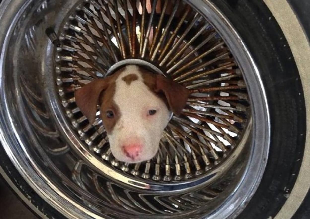 タイヤにはまってさあ大変 タイヤのホイールにはまった子犬のジュニア君の救出劇 カラパイア タイヤにはまってさあ大変 タイヤのホイールにはまった子犬のジュニア君の救出劇 カラパイア