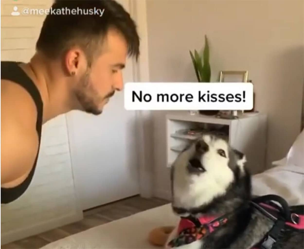イヤイヤ期のハスキー、キスを全力拒絶
