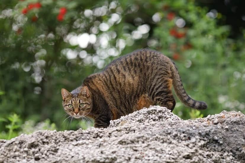 cat-4012805_640