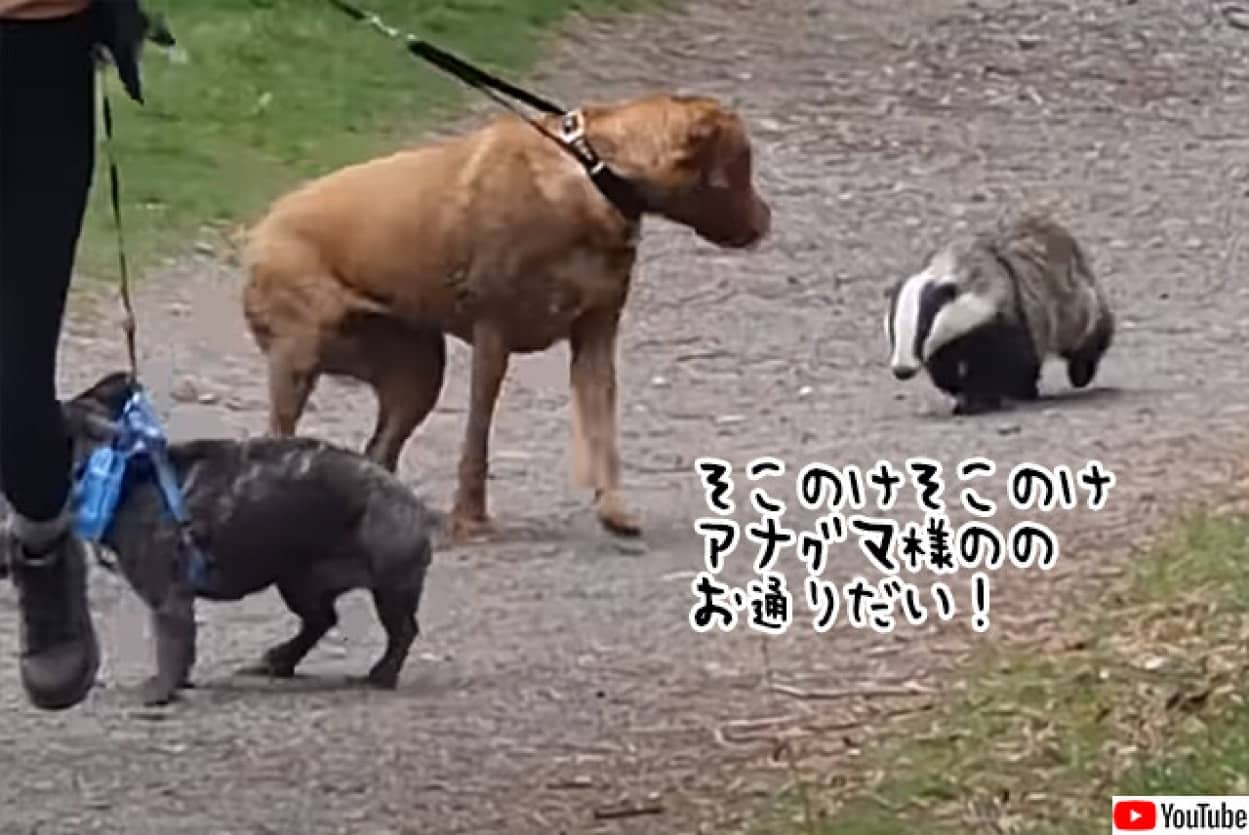 犬を煽るアナグマ