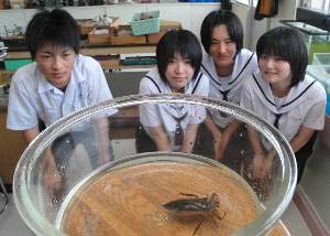 絶滅危惧種 タガメ 佐賀県内では既に絶滅したと思われていたところ中学生が発見 捕獲に成功 カラパイア