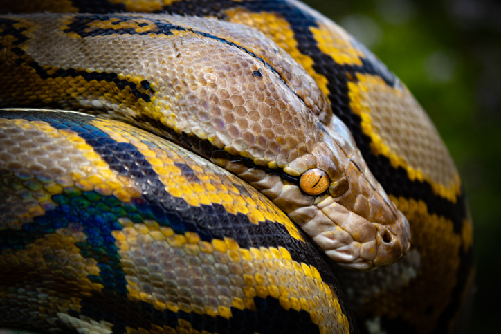 体長7メートルの巨大ニシキヘビが女性を丸のみ 蛇出演中 カラパイア