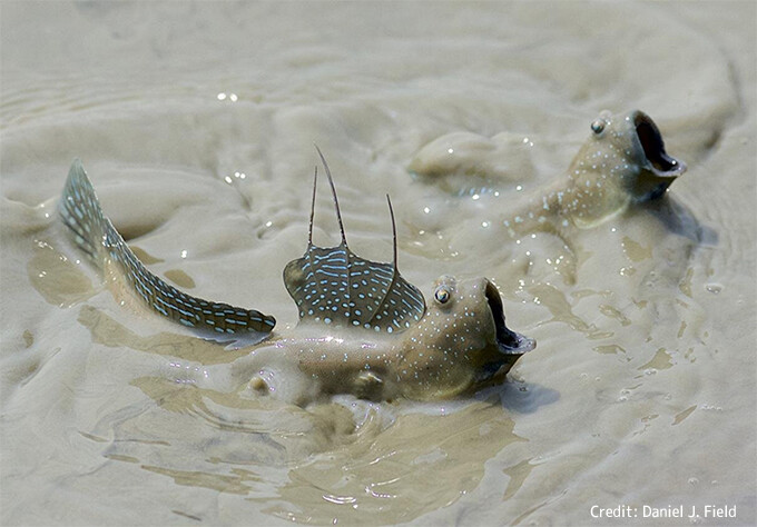 まばたきができる珍しい魚「ムツゴロウ」が、海から陸へ上がった人類の進化の謎を解くカギを握っている