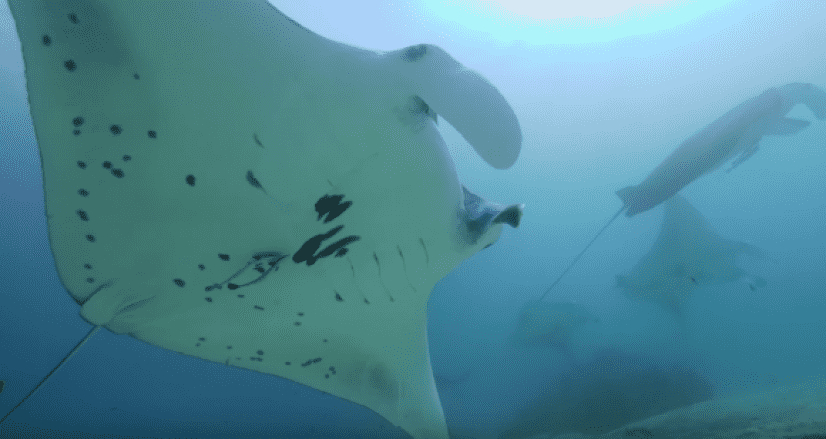 manta4
