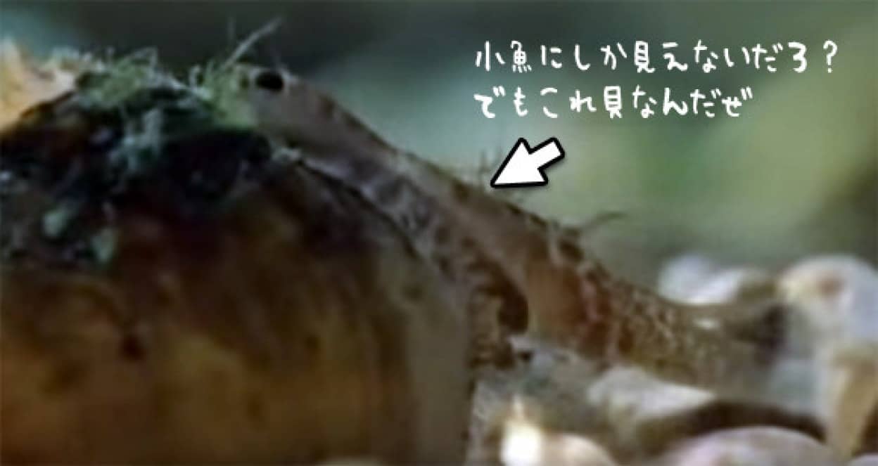 捕食の方がましだった 小魚に擬態し近づいてきた魚の口に幼生を噴射して寄生させる驚愕の淡水貝 ランプシリス カラパイア 捕食の方がましだった 小魚に擬態し近づいてきた魚の口に幼生を噴射して寄生させる驚愕の淡水貝 ランプシリス カラパイア