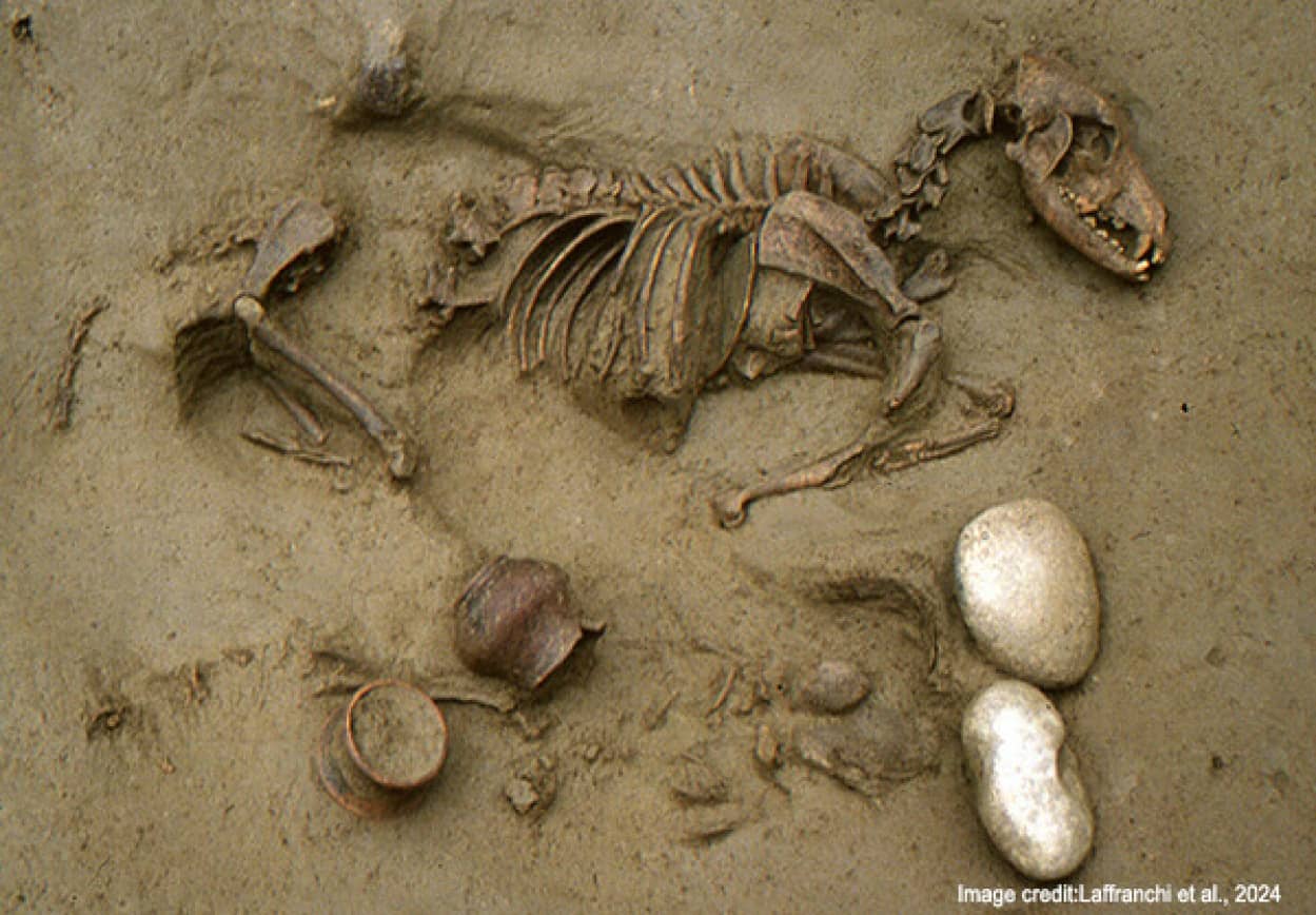 人間に大切にされ一緒に埋葬されていた動物たちの遺骨を発見