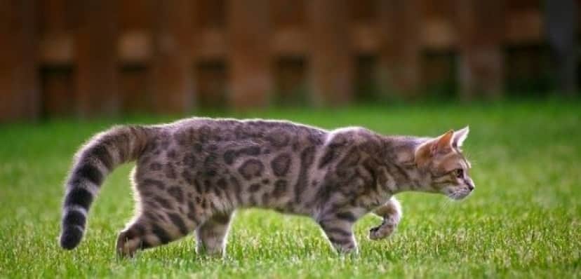 cat-3888650_640_e