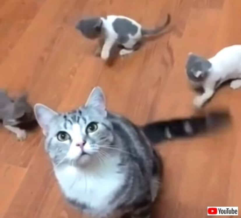 パタパタ尻尾を追いかけさせて うちの子たちを紹介するわね と 涼しい顔で子猫ズをあやす母猫 カラパイア