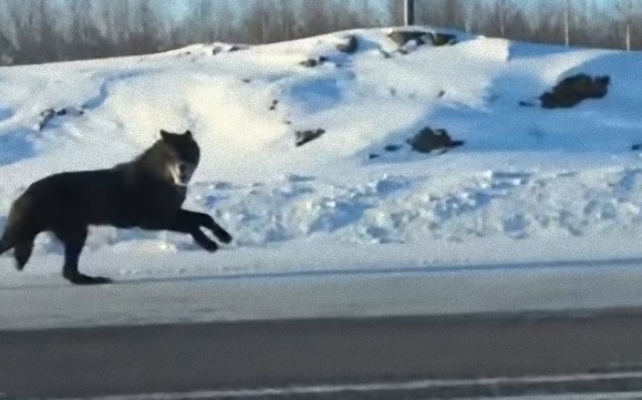 オオカミの全力疾走超かっこいい 車で道路を走っていたらオオカミたちが並走してくれるという幸せ カナダ カラパイア
