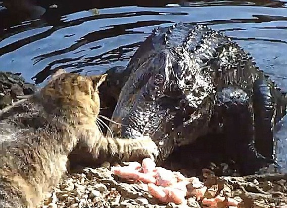 cat_vs_alligator_04