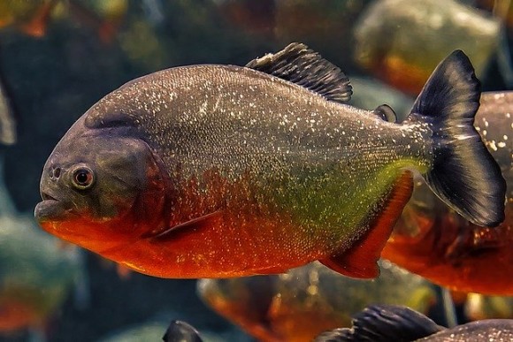 弱り目に祟り目。蜂に追われて湖に飛び込んだ男性、ピラニアの餌食に