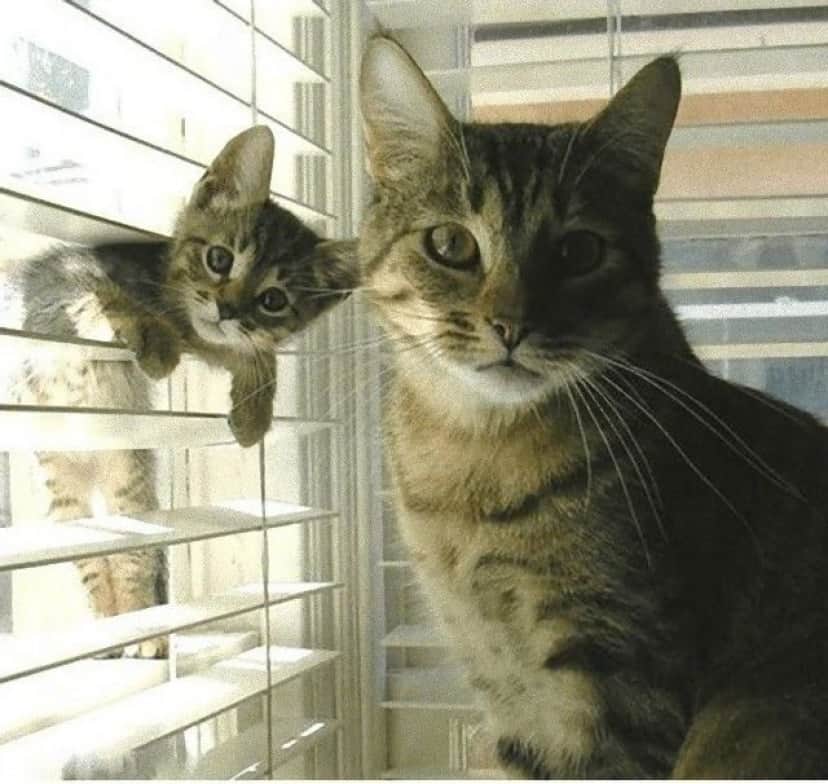 photobomb2_e