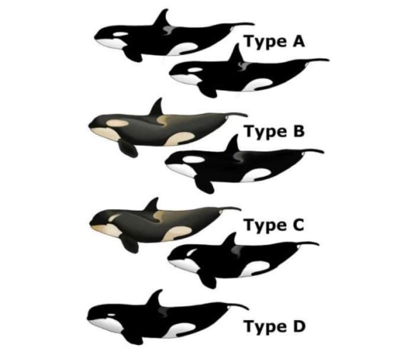2_e1