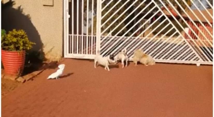 オウムの犬化が加速していた 犬と一緒に犬の鳴き声で吠えに吠えまくる番犬擬態鳥 要音声 カラパイア オウムの犬化が加速していた 犬と一緒に犬の鳴き声で吠えに吠えまくる番犬擬態鳥 要音声 カラパイア