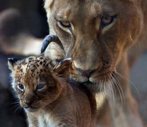 病気を抱えたヒョウの赤ちゃんを保護し養子にしたメスライオン（インド）