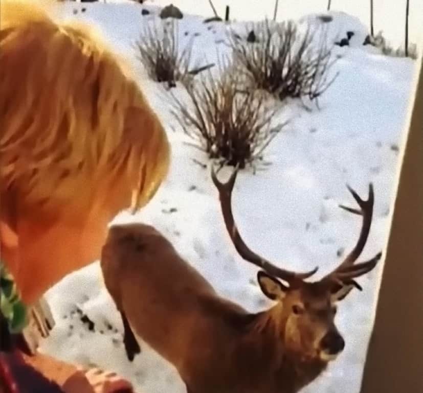 deer4_e