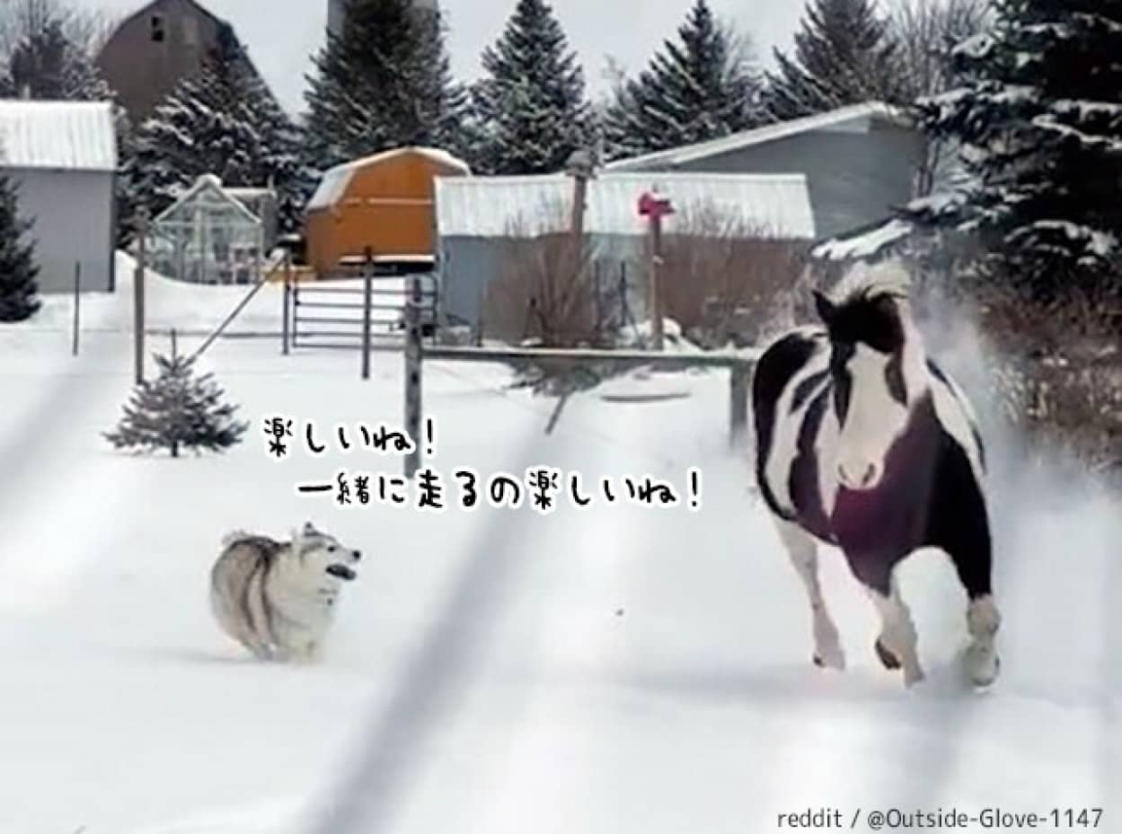 一緒に走ると楽しいね！大好きな雪の上を馬と追いかけっこするハスキー