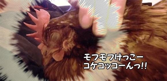 ニワトリの猫化 足を怪我したニワトリを保護したところ モフれモフれと猫みたいなことに カラパイア