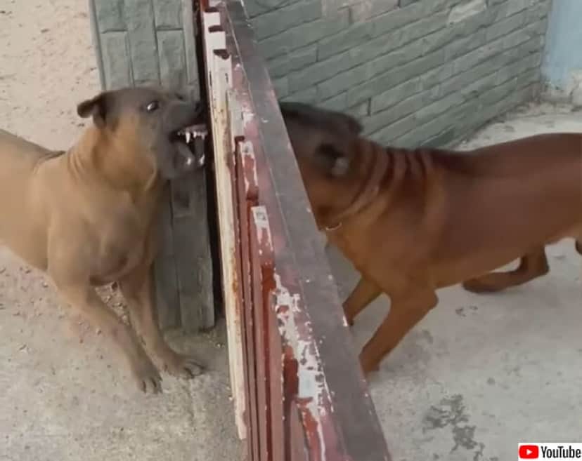 フェンス越しでは闘志むき出しで吠えまくる犬の対決 ところがフェンスを開くと カラパイア フェンス越しでは闘志むき出しで吠えまくる犬の対決 ところがフェンスを開くと カラパイア