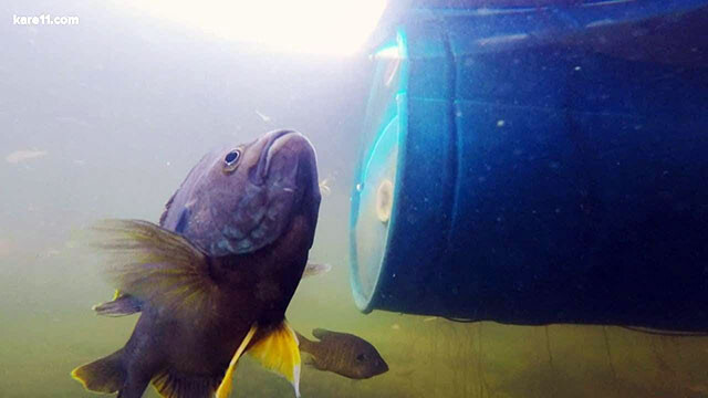 魚だってなつくんです。5年間女性と友情を育み続ける淡水魚（アメリカ）