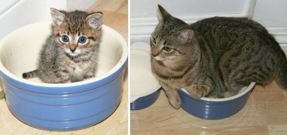 こんなに大きくなったのニャン 対象物で猫の成長っぷりがわかるビフォア アフター写真集 カラパイア こんなに大きくなったのニャン 対象物で猫の成長っぷりがわかるビフォア アフター写真集 カラパイア