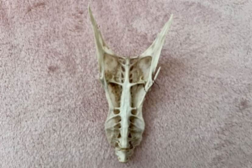 bone_e