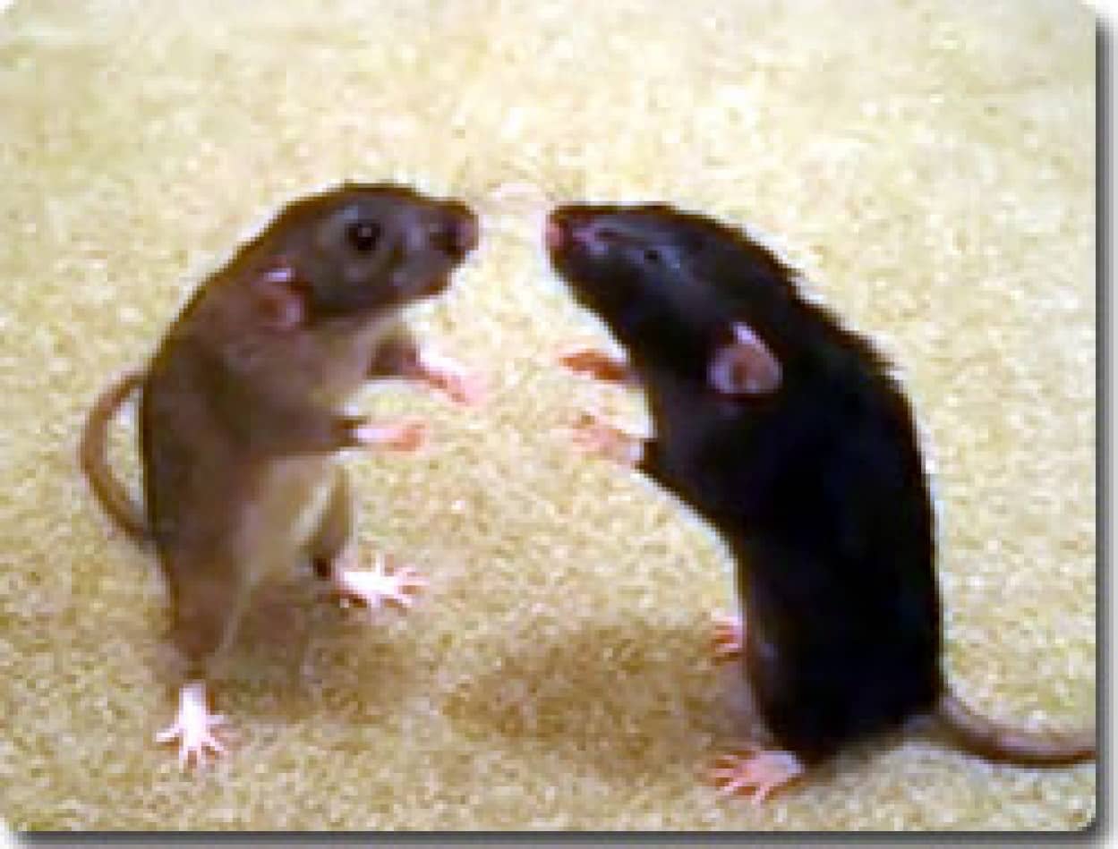 ネズミの兄弟 にらみあって固まる カラパイア