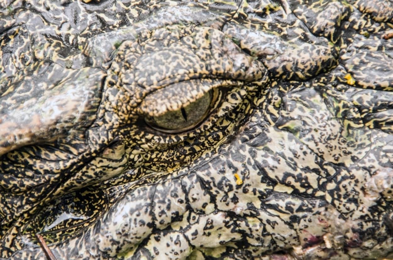 食べると涙が流れるワニの涙症候群