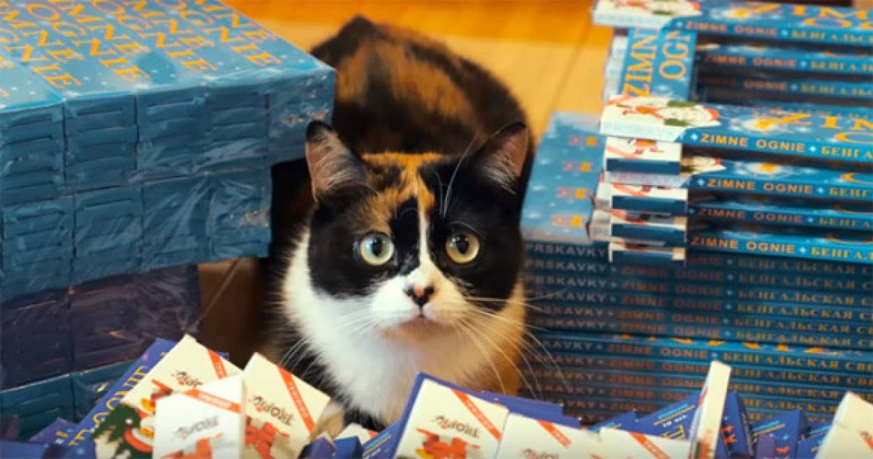 猫動画と思いきや 1万本の花火を一気に点火するという爆破映像だった カラパイア 猫動画と思いきや 1万本の花火を一気に点火するという爆破映像だった カラパイア