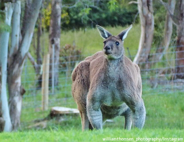 更に凄いのいた！カメラを向けられてもまったく動じない屈強筋骨なカンガルーの個体が確認される（オーストラリア）