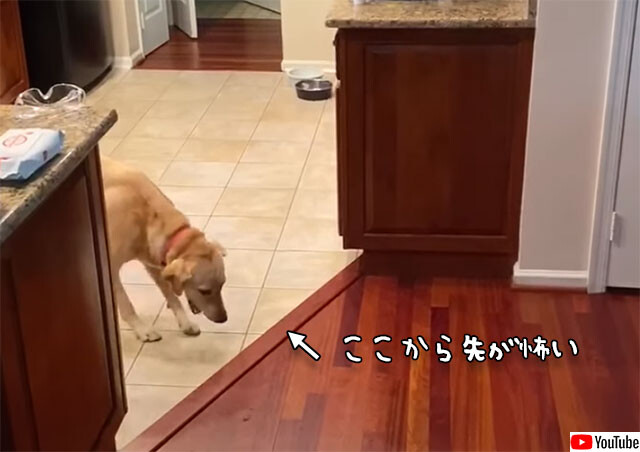 怖がりの犬