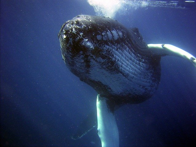 クジラのフンが地球を救うかもしれない。海面の天然肥料として人工のクジラのフンを開発