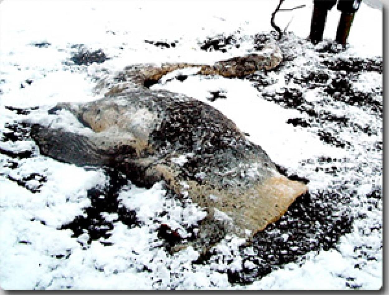 カナダの島に打ち上げられた頭のない尻尾の長い謎の生物 カラパイア