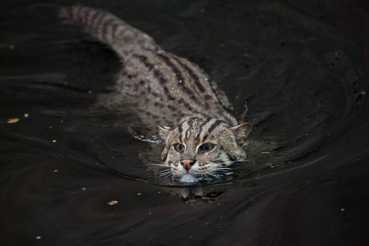 ネコ界きっての泳ぎの名手。水中で狩りをするスナドリネコのかっこいい姿