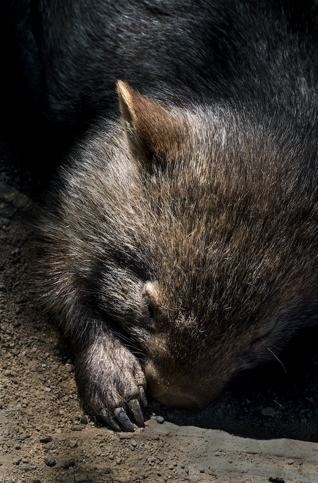 david-clode-BFErhnRu188-unsplash