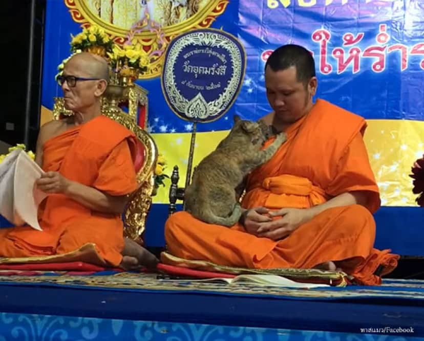 試される僧侶 猫の思いっきり甘えるの攻撃に耐えられるか タイ カラパイア